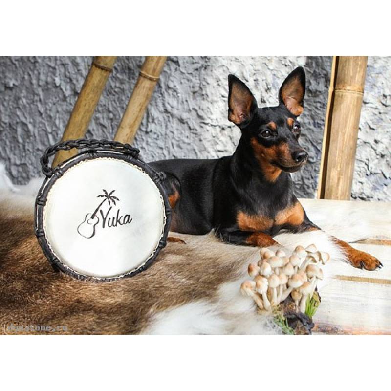 Фото YUKA DJWN08-16BR2 - Джембе с верёвочной настройкой Юка